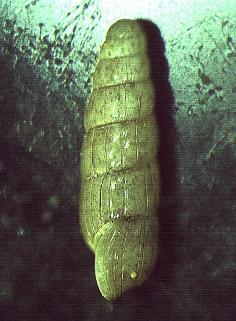 Acicula lineolata banki Boeters, Gittemberg & Subai, 1989